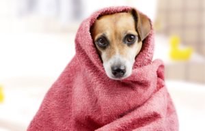Perro envuelto con mantita
